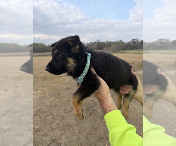 Medium Photo #4 German Shepherd Dog Puppy For Sale in GREENVILLE, NC, USA