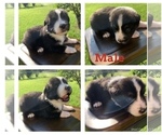 Small Photo #1 Australian Shepherd Puppy For Sale in WEST PLAINS, MO, USA