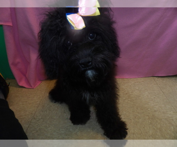 Medium Photo #1 Cavapoo Puppy For Sale in PATERSON, NJ, USA