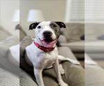 Small #1 American Pit Bull Terrier Mix