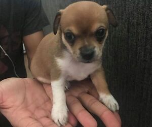 Chihuahua Puppy for sale in GRAND FORKS, ND, USA