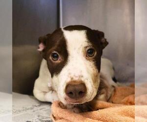 American Staffordshire Terrier-Unknown Mix Dogs for adoption in San Antonio, TX, USA