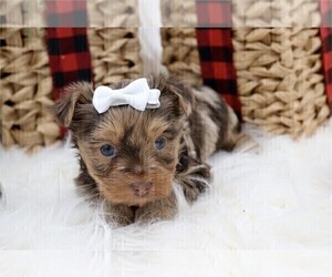 Yorkshire Terrier Puppy for sale in TAMPA, FL, USA