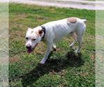 Small #3 American Staffordshire Terrier Mix