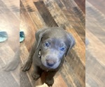 Puppy Purple Labrador Retriever