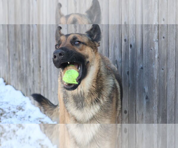 Medium Photo #15 German Shepherd Dog Puppy For Sale in Sebec, ME, USA