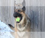 Small #14 German Shepherd Dog