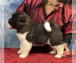 Small Photo #3 Akita Puppy For Sale in NEWBERRY, MI, USA