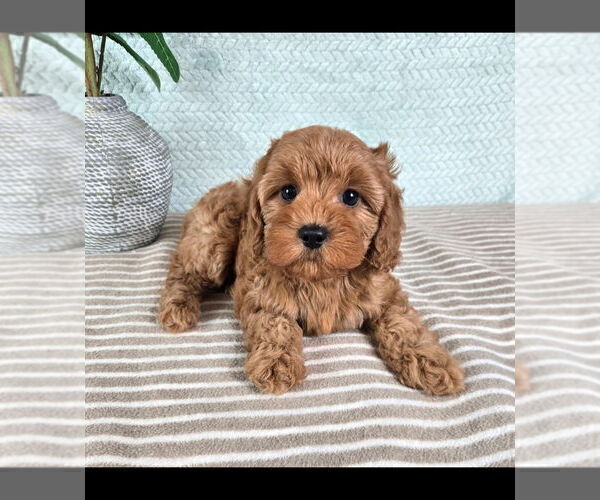 Medium Photo #4 Cavapoo (Standard) Puppy For Sale in GREENFIELD, IN, USA