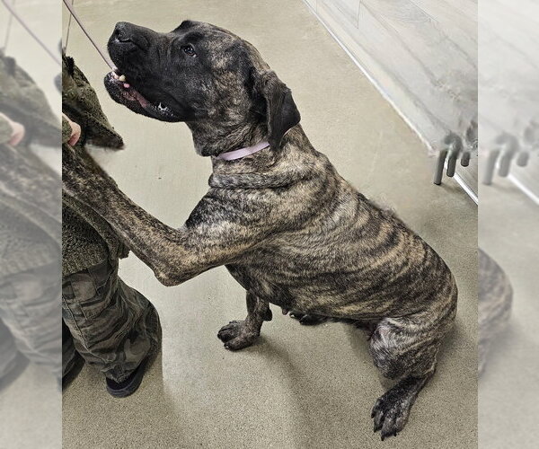 Medium Photo #2 Mutt Puppy For Sale in Olalla, WA, USA