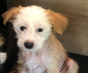 Chinese Crested Puppy for sale in EUGENE, OR, USA