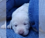 Small Photo #27 Labrador Retriever Puppy For Sale in OLYMPIA, WA, USA