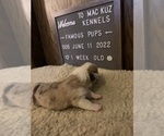 Small Photo #7 Welsh Cardigan Corgi Puppy For Sale in SUN PRAIRIE, WI, USA