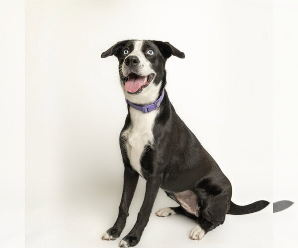 Medium Photo #1 Border Collie-Unknown Mix Puppy For Sale in Rowlett, TX, USA