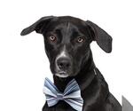WILLIE - Male Border Collie Dog for Adoption - Small photo