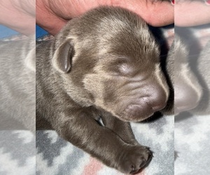 Labrador Retriever Puppy for sale in OSYKA, MS, USA