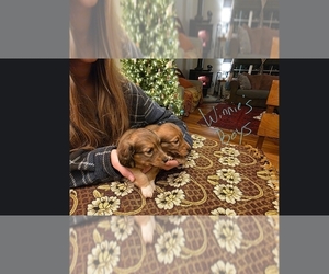 Dachshund Puppy for Sale in YELM, Washington USA