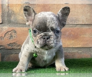 French Bulldog Puppy for sale in NEW YORK, NY, USA