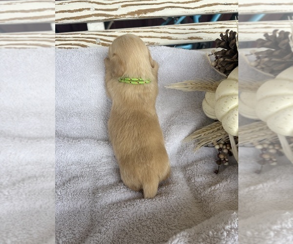 Medium Photo #4 Dachshund Puppy For Sale in MARSHFIELD, MO, USA