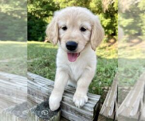 Golden Retriever Puppy for sale in SMITHVILLE, TX, USA