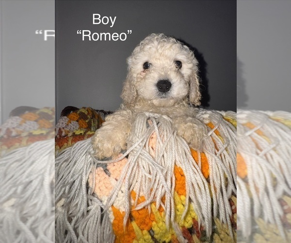 Medium Photo #1 Cockapoo (Miniature) Puppy For Sale in MURFREESBORO, TN, USA