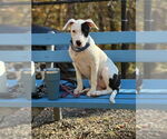 Small #9 American Staffordshire Terrier-Labrador Retriever Mix