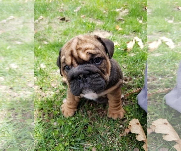 Medium Photo #1 English Bulldog Puppy For Sale in SALEM, MO, USA