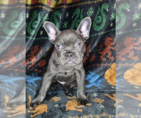 Medium Photo #4 French Bulldog Puppy For Sale in GRAND FORKS, ND, USA