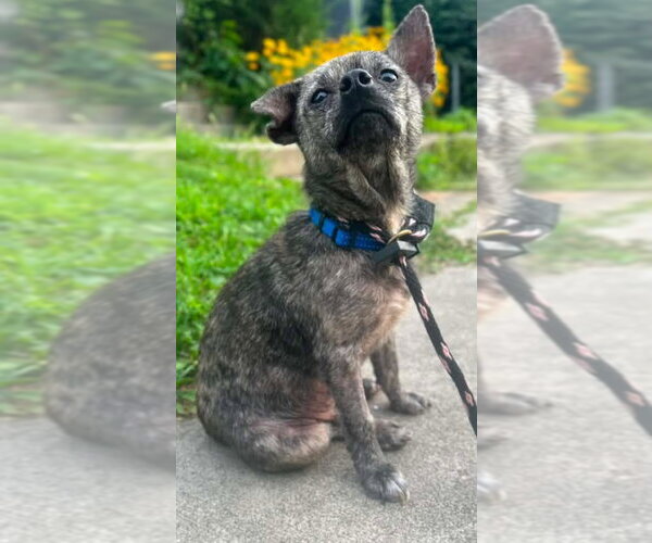 Medium Photo #2 Chihuahua-Unknown Mix Puppy For Sale in Germantown, OH, USA