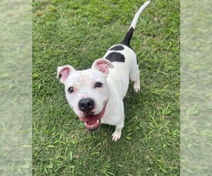 American Pit Bull Terrier-Unknown Mix Dogs for adoption in Plano, TX, USA