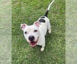 Small American Pit Bull Terrier Mix