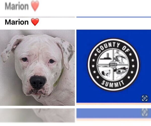 Medium Photo #1 American Bulldog Puppy For Sale in Akron, OH, USA