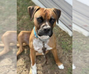 Boxer Dogs for adoption in Dumont, NJ, USA