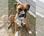 Small Boxer