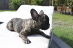 Small Photo #4 French Bulldog Puppy For Sale in HOLLYWOOD, FL, USA