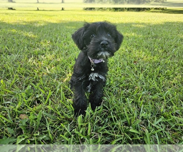 Medium Photo #2 Schnauzer (Miniature) Puppy For Sale in MCDONOUGH, GA, USA