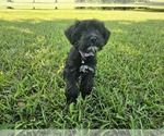Small #1 Schnauzer (Miniature)