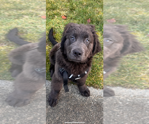 Newfoundland Puppy for sale in SULTAN, WA, USA