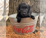 Small Photo #3 Dachshund Puppy For Sale in MIDDLEBURY, IN, USA