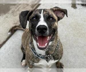 Mutt Dogs for adoption in Tulsa, OK, USA