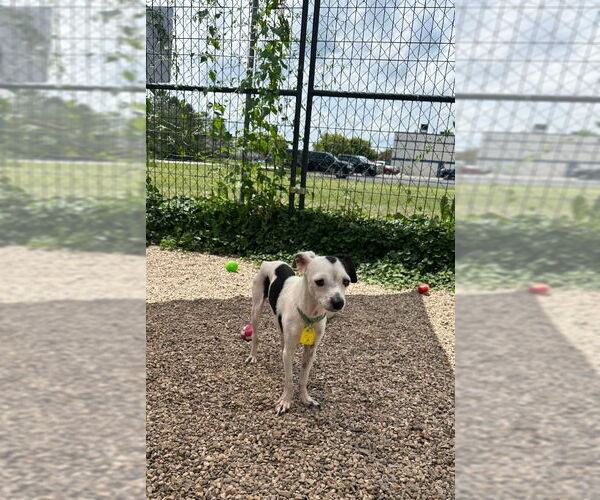 Medium Photo #3 Chihuahua Puppy For Sale in Mukwonago, WI, USA