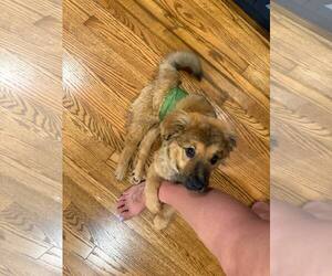 Dove - Male American Pit Bull Terrier-German Shepherd Dog Mix Dog for Adoption - Photo #8