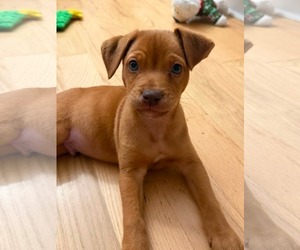 Mutt Dogs for adoption in Mount Pleasant, SC, USA