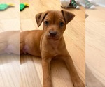 Small Mutt