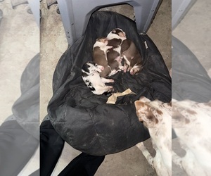 Australian Cattle Dog Litter for sale in CORTEZ, CO, USA