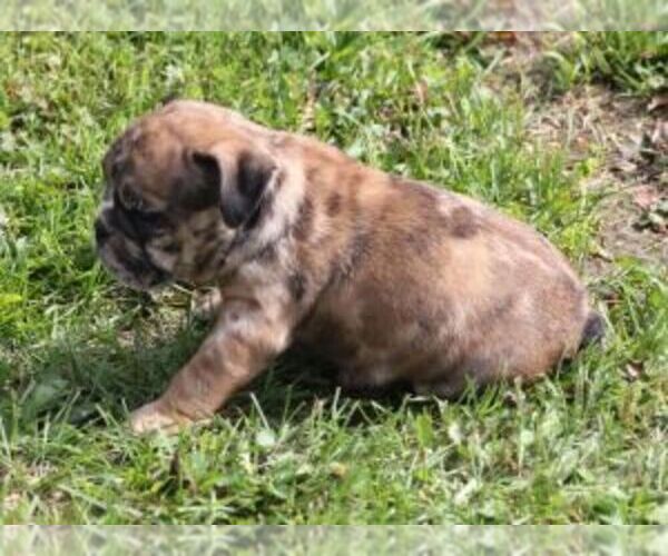 Medium Photo #6 Bulldog Puppy For Sale in MARSHFIELD, MO, USA