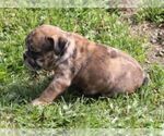 Small #5 Bulldog