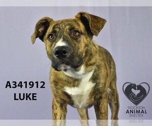 American Pit Bull Terrier-Black Mouth Cur Mix Dogs for adoption in Stockton, CA, USA