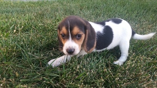 Beagle Puppy for sale in BEAUMONT, CA, USA