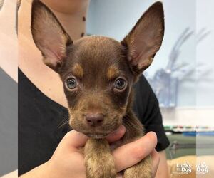 Chihuahua-Unknown Mix Dogs for adoption in Washington, DC, USA